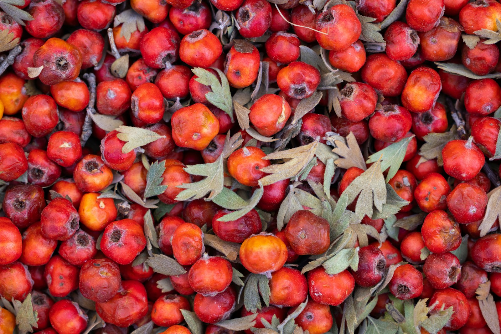 a pile of red apples with green leaves